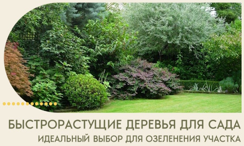 Быстрорастущие деревья для сада идеальный выбор в Губахе
