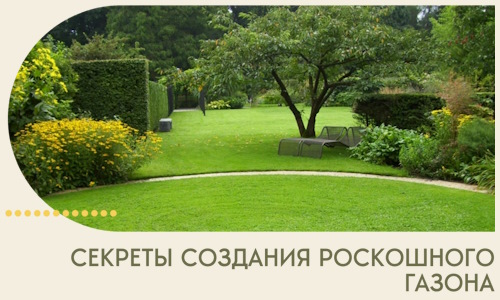 Секреты создания роскошного газона в Губахе